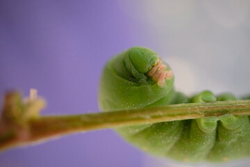 Green caterpillar on tree branch.