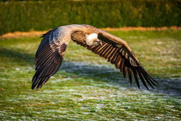 Vulture in flight