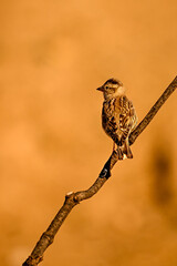 Chilling Sparrow or Petronia petronia, perched on a twig.