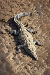 Crocodiles in Tarcoles bridge (Costa Rica)
