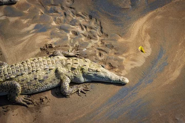 Foto op Plexiglas Crocodiles in Tarcoles bridge (Costa Rica) © julen