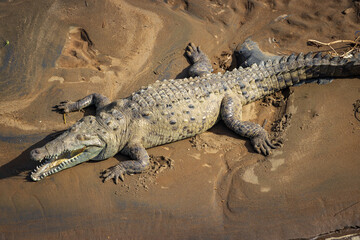 Crocodiles in Tarcoles bridge (Costa Rica)
