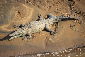Crocodiles in Tarcoles bridge (Costa Rica)