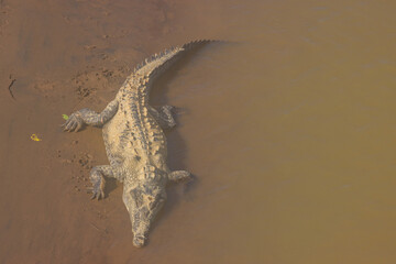 Crocodiles in Tarcoles bridge (Costa Rica)