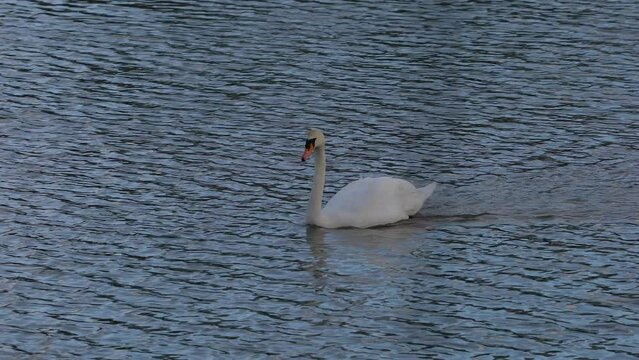 Mute Swan in natural ambient (Cygnus olor) - (4K)