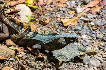 Beautiful iguana in Manuel Antonio Natural Park (Costa Rica)