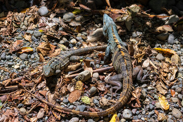 Beautiful iguana in Manuel Antonio Natural Park (Costa Rica)