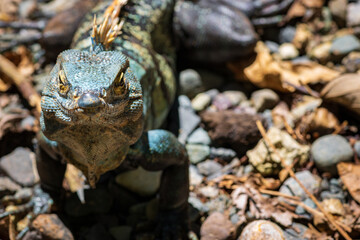 Beautiful iguana in Manuel Antonio Natural Park (Costa Rica)