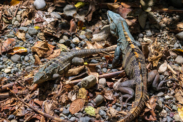 Beautiful iguana in Manuel Antonio Natural Park (Costa Rica)