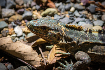 Beautiful iguana in Manuel Antonio Natural Park (Costa Rica)