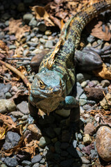 Beautiful iguana in Manuel Antonio Natural Park (Costa Rica)