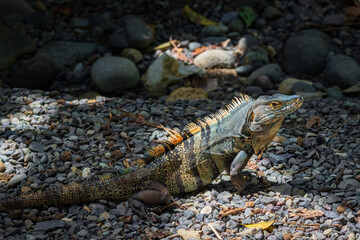 Obraz premium Beautiful iguana in Manuel Antonio Natural Park (Costa Rica)
