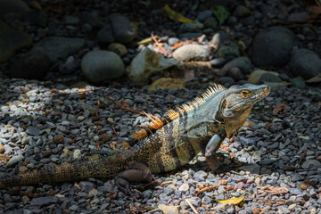 Beautiful iguana in Manuel Antonio Natural Park (Costa Rica)