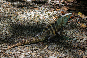 Beautiful iguana in Manuel Antonio Natural Park (Costa Rica)