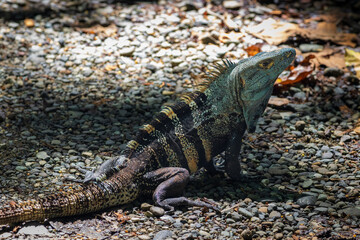 Beautiful iguana in Manuel Antonio Natural Park (Costa Rica)
