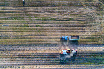 Aerial drone top view of harvesting process, combine harvesters work on the field