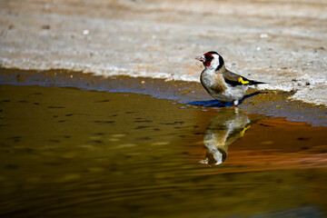 Goldfinch or Carduelis carduelis, is a passerine bird belonging to the finch family.
