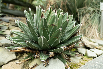 Fototapeta premium Queen Victoria Agave or Agave Victoriae-reginae plant in Saint Gallen in Switzerland