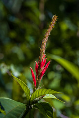 Beautiful flower and plants in Manuel Antonio Natural Park (Costa Rica)