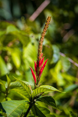Beautiful flower and plants in Manuel Antonio Natural Park (Costa Rica)