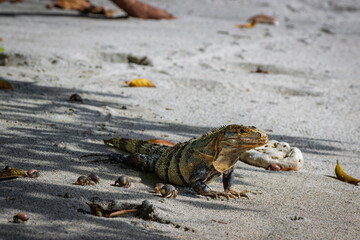 Beautiful iguana in Manuel Antonio Natural Park (Costa Rica)