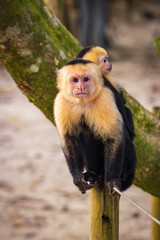 Capuchin monkey in Manuel Antonio Natural Park (Costa Rica)