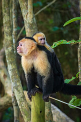 Naklejka premium Capuchin monkey in Manuel Antonio Natural Park (Costa Rica)