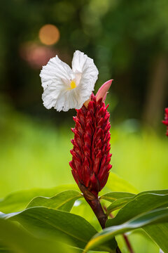 Beautiful flower and plants in Manuel Antonio Natural Park (Costa Rica)