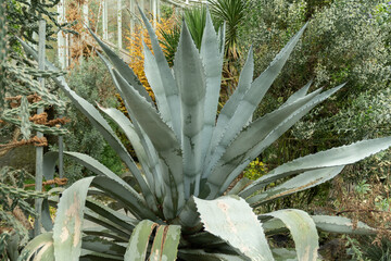Agave Franzosinii plant in Saint Gallen in Switzerland