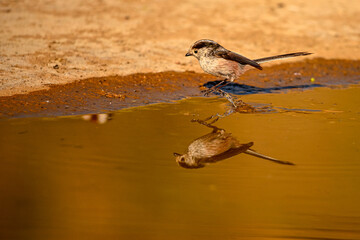 Myth or Aegithalos caudatus, reflected in the golden spring.