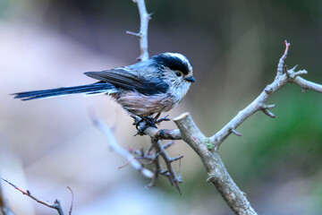 Fototapeta premium Myth or Aegithalos caudatus, perched on a twig.