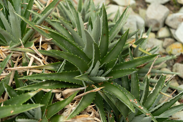Sawblade or Dyckia Brevifolia plant in Saint Gallen in Switzerland