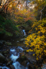 福島県矢祭町　紅葉燃える滝川渓谷の秋の風景