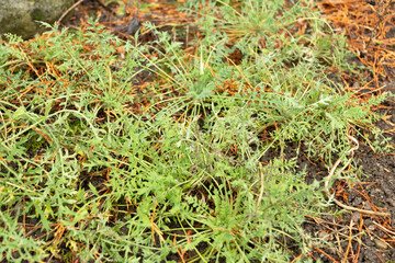 Papaver Fugax plant in Saint Gallen in Switzerland