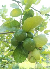 lemon on tree in garden