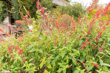 Pineapple sage or Salvia Elegans plant in Saint Gallen in Switzerland