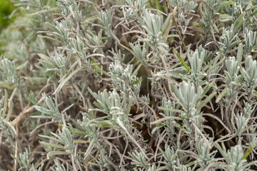 True lavender or Lavendula Angustifolia plant in Saint Gallen in Switzerland