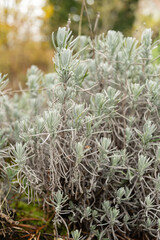 True lavender or Lavendula Angustifolia plant in Saint Gallen in Switzerland
