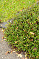 Fototapeta na wymiar Bearberry or Arctostaphylos uva-ursi plant in Saint Gallen in Switzerland