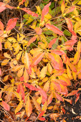 Yellow azalea or Rhododendron Luteum plant in Saint Gallen in Switzerland