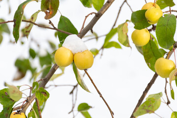 Yellow apples on snow covered tree branch, natural winter background