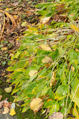 Hosta Lancifolia plant in Saint Gallen in Switzerland