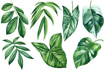 Collection of exotic tropical leaves isolated on white background. Watercolor botanical illustration. Jungle Green leaf - obrazy, fototapety, plakaty