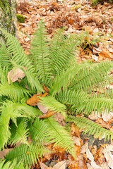 Scaly male fern or Dryopteris Affinis plant in Saint Gallen in Switzerland