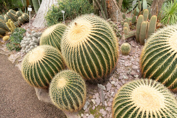 Golden barrel cactus or Echinocactus Grusonii plant in Saint Gallen in Switzerland