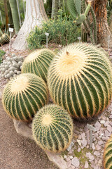 Golden barrel cactus or Echinocactus Grusonii plant in Saint Gallen in Switzerland