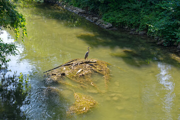 Scenic view of Glatt River with standing gray heron at City of Zürich district Schwamendingen on a sunny hot summer day. Photo taken July 11th, 2023, Zurich, Switzerland.