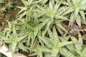 Snowflake aloe or Aloe Rauhii plant in Saint Gallen in Switzerland