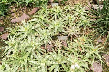 Snowflake aloe or Aloe Rauhii plant in Saint Gallen in Switzerland