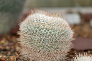 Twin spined cactus or Mammillaria Geminispina plant in Saint Gallen in Switzerland